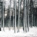 Лесподпервымснегом